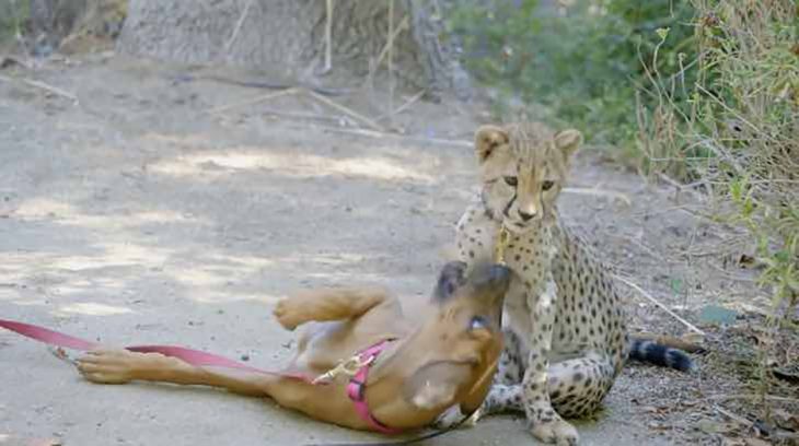 perrito y guepardo jugando 