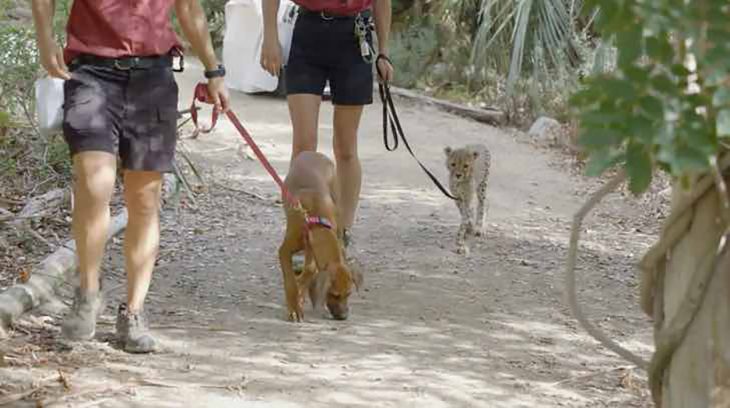 perro y guepardo amigos 