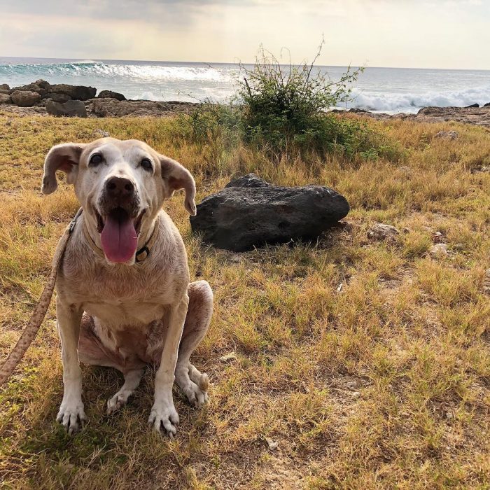 perrita en el mar