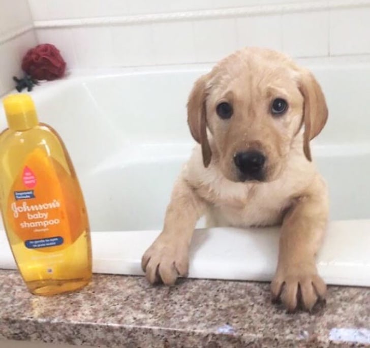 perrito baño