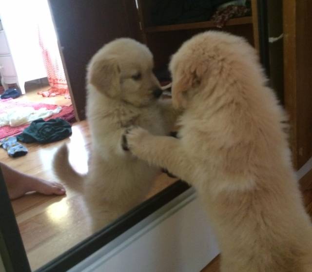 animalitos hacen algo por primera vez