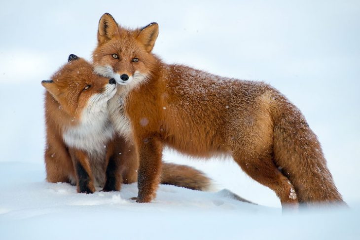 zorritos cariñosos 