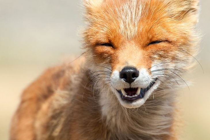 zorrito sonriendo 