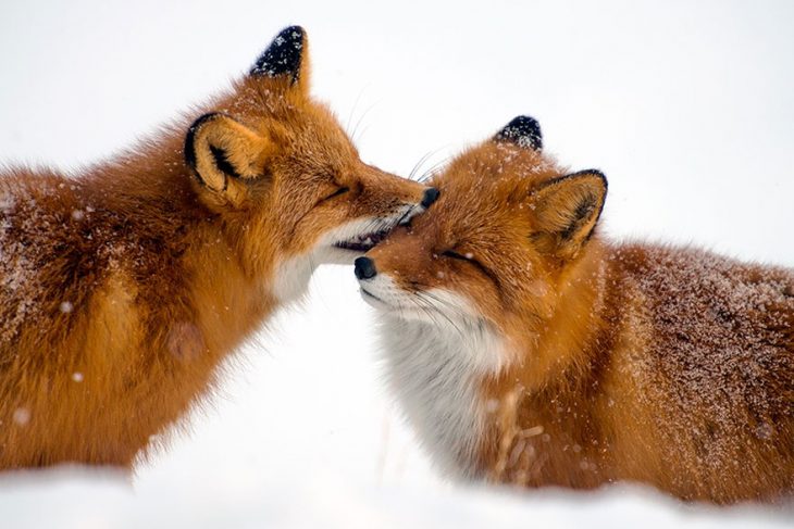 besitos de zorritos 