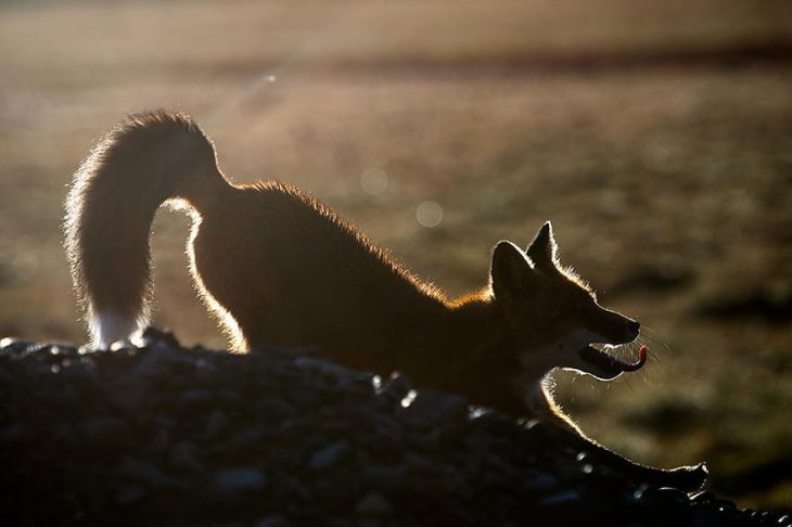 zorrito estirándose 