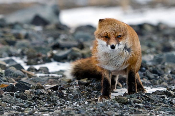 zorrito viento 