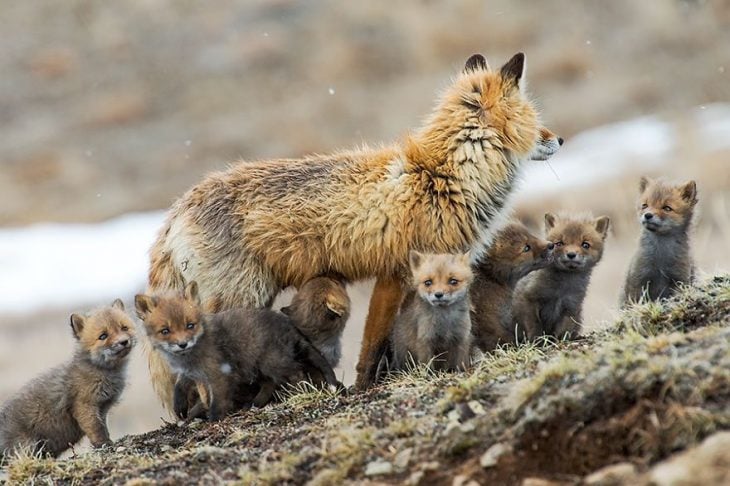 familia de zorros 