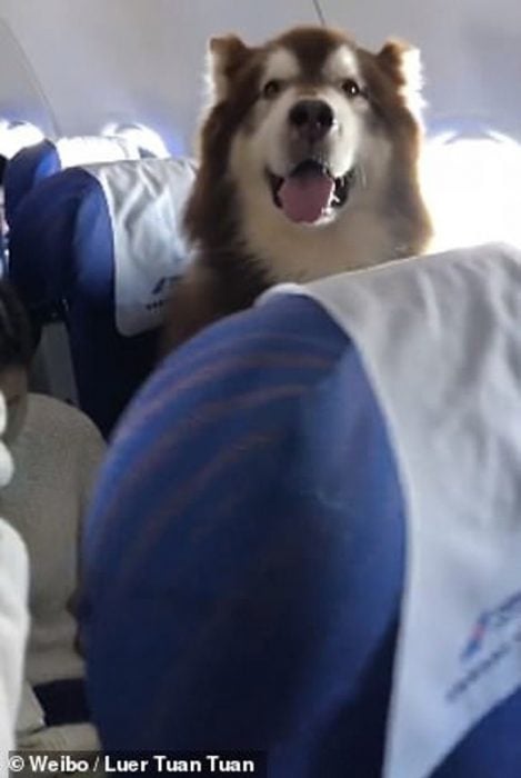 Perro alaska malamute viaja en avión recreoviral