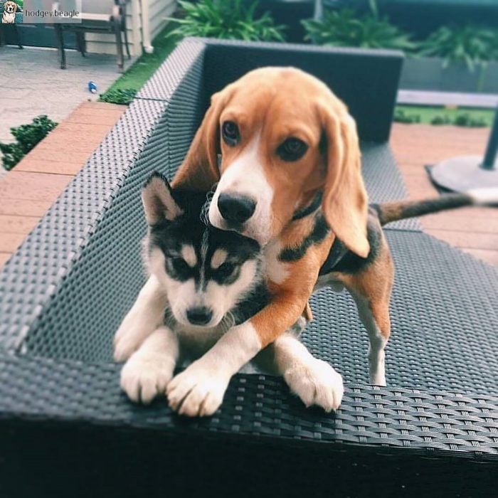 amamos a los perros Beagles