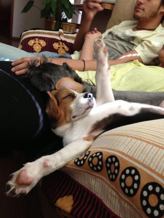 amamos a los perros Beagles