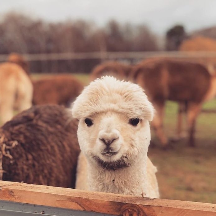 alpacas hermosas recreoviral.com