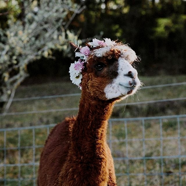 alpacas hermosas recreoviral.com