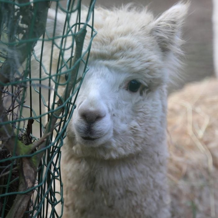 alpacas hermosas recreoviral.com