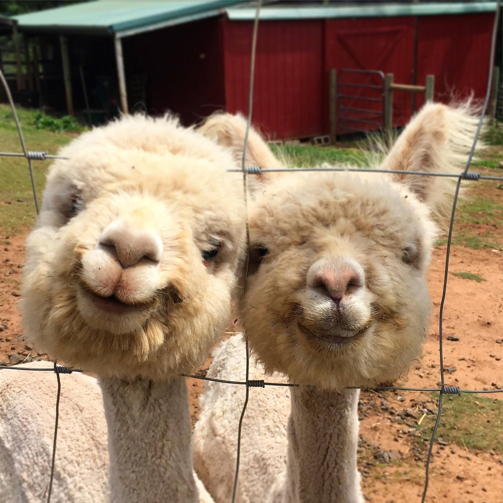 20 Alpacas que harán que su especie sea tu animal favorito