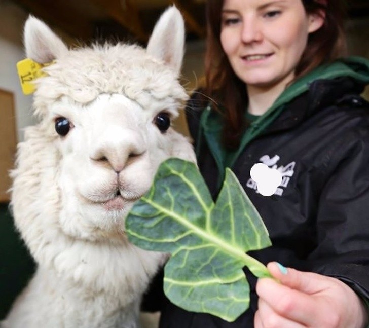 alpacas hermosas recreoviral.com