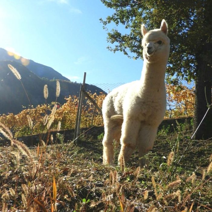 alpacas hermosas recreoviral.com