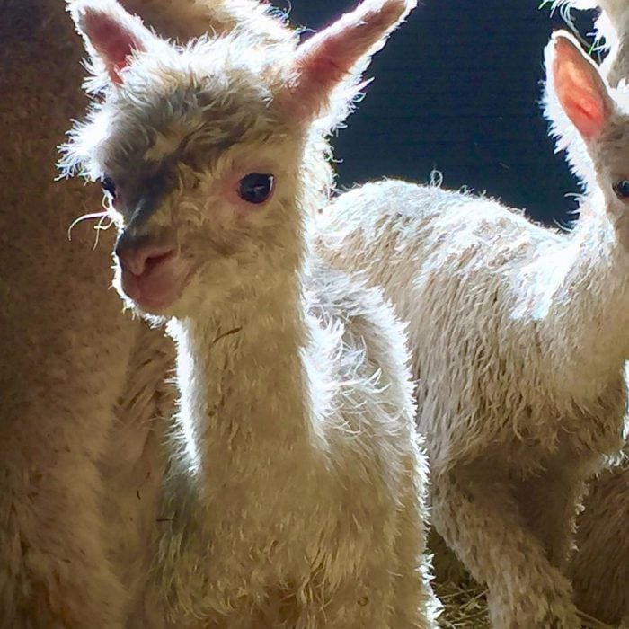 alpacas hermosas recreoviral.com
