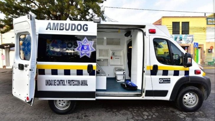 ambudog 