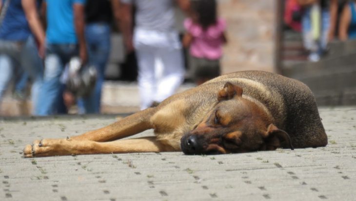 perrito callejero 