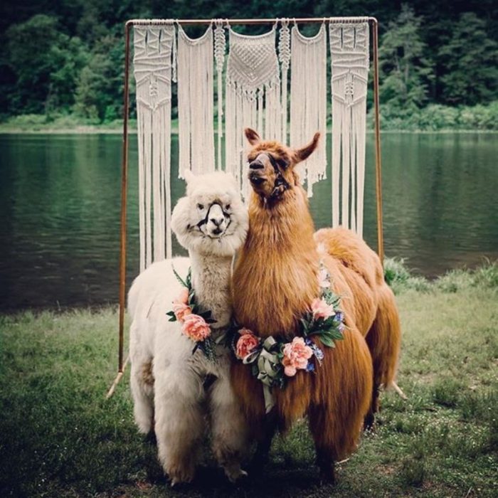 boda de llamas 