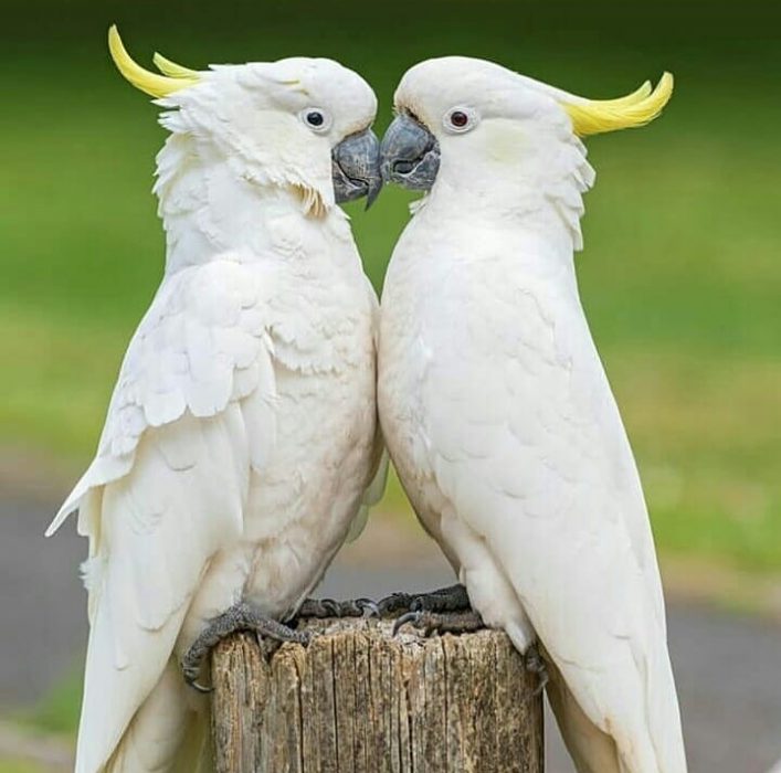 dos pájaros blancos 