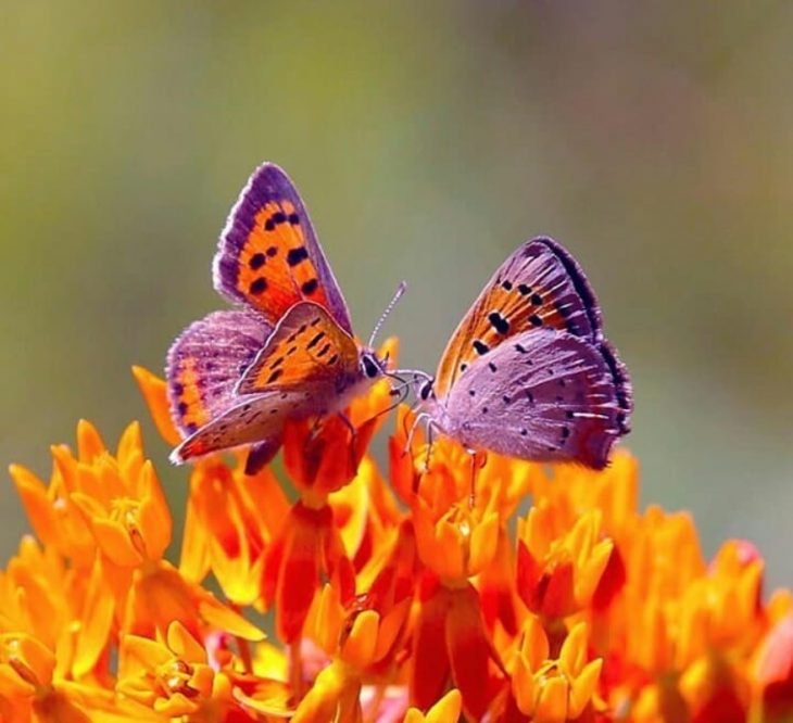 mariposas moradas 