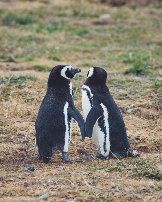 pareja pinguinos 