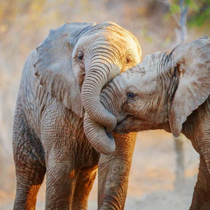 beso de elefantes 