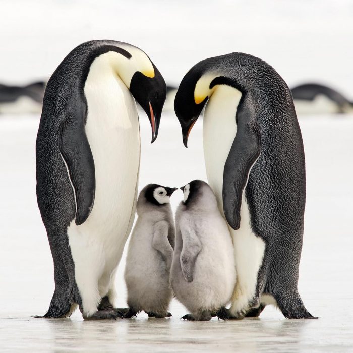familia de pinguinos 