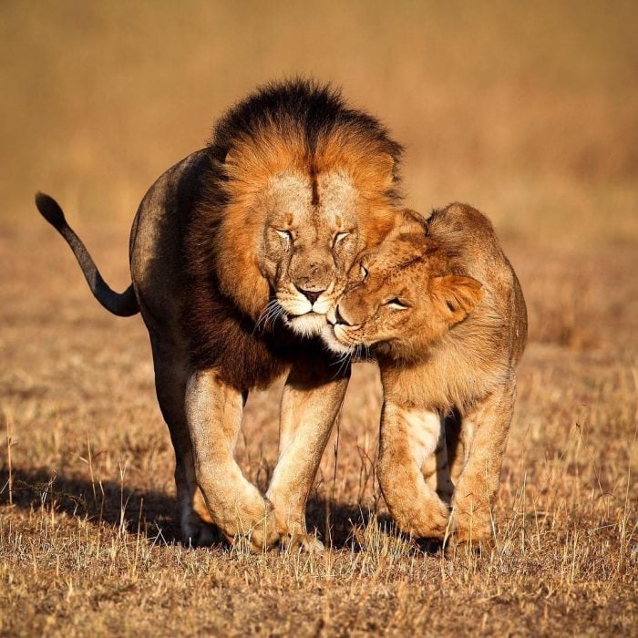 león y leona 