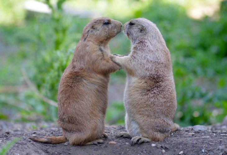 dos animales dándose un beso 