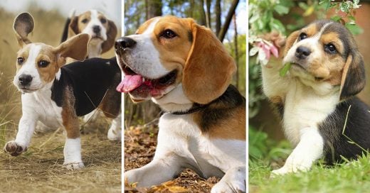 Cover Razones para amar a los beagles