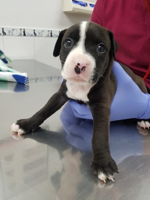 cachorro en veterinaria 