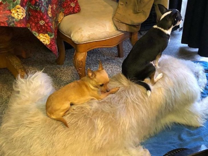 dos perros pequeños sobre uno grande 