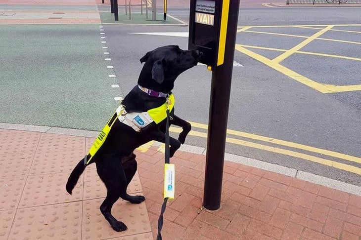 perrito guía negro 