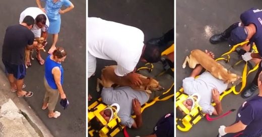 Cover El dueño de este perrito se accidentó y su cachorro hace de todo por protegerlo