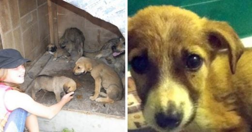 Cover Familia adopta a una perrita desahuciada y se lleva la mejor sorpresa