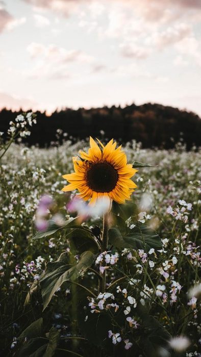 Un girasol en la pradera