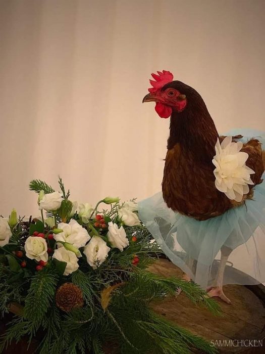 gallina con vestidito 