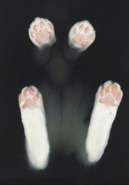 patitas de gato 