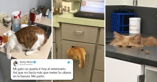 Cover Compartió una foto de su gato escondiéndose del veterinario, e internet respondió con sus propias y divertidas fotos