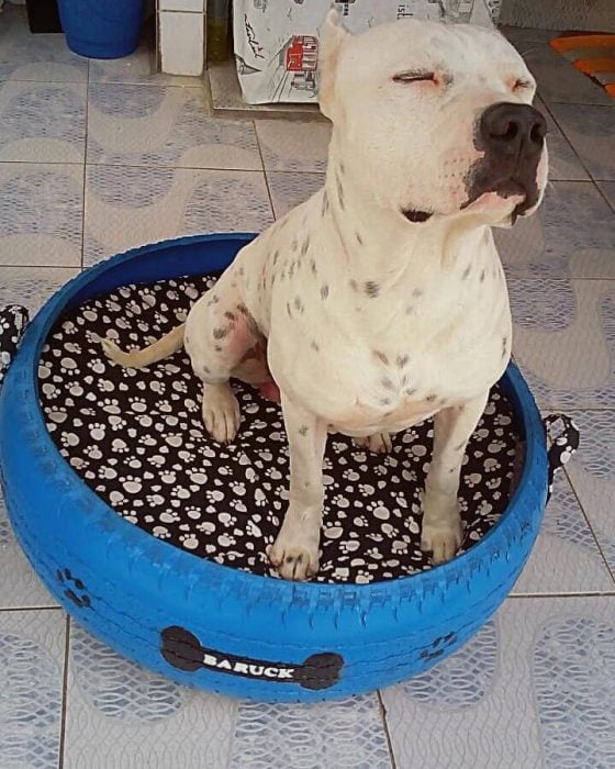 pit bull en camita 