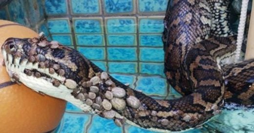 Cover Pitón con más de 500 garrapatas fue rescatada en una piscina de Australia