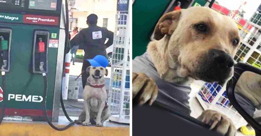 Cover Adoptan a Randy, un perrito de una gasolinera