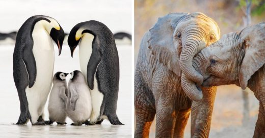 Cover Parejas de animales que te harán volver a creer en el amor