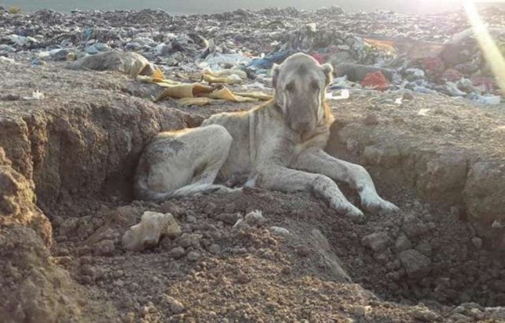 perro en un basurero 