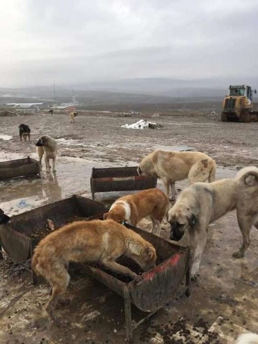 varios perritos 