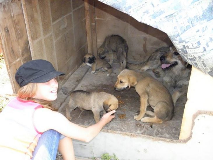 perritos y niña 