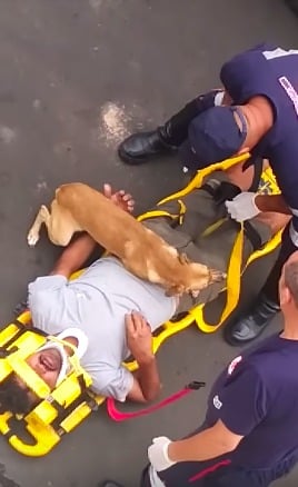 perro ambulancia paramédicos