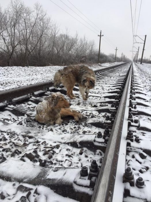 dos perritos en las vías del tren 